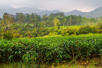 Fototapeta na wymiar Bogor tea plantations, Bogor, Indonesia