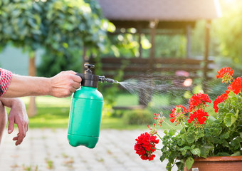 Man watering flower from pressurized bottle