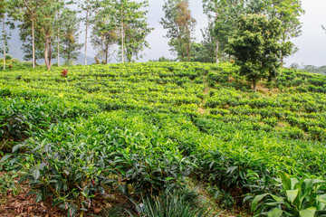 Fototapeta na wymiar Bogor tea plantations, Bogor, Indonesia