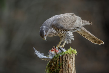 Norther goshawk with prey