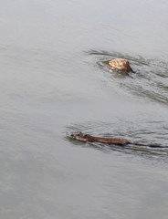 A couple of muskrats swim and frolic in the water ...