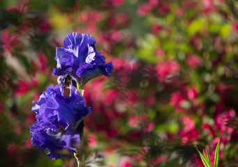 Natural background. Beautiful flower Iris.