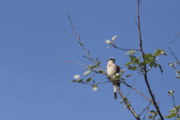Shrike-Shrike sitting on a branch in windy weather on a background of azure sky ...