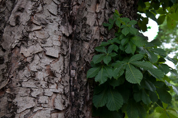 tree bark, wallpaper