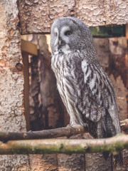 A little owl sits on a branch