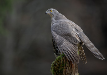 Goshawk mantling over a pigeon
