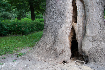 Sick tree with a large crack