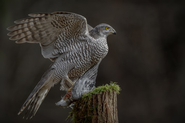 Goshawk , just landed