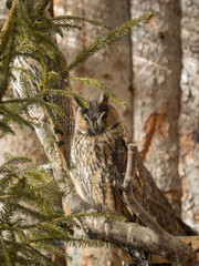 Long-eared owls sit on branches
