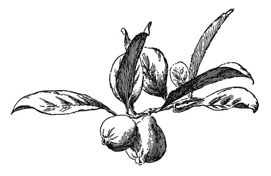 Guava - Psidium guajava #vector #isolated - Guave