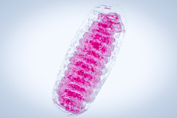 Mitochondria, a membrane-enclosed cellular organelles, which produce energy Mitochondria , Cell energy and Cellular respiration Mitochondrial disease Mitochondrial DNA 3D rendering 