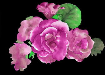Flowers of violet gloxinia watercolor illustration isolated on black background close-up