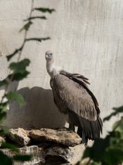 A griffon vulture sits in the sunlight