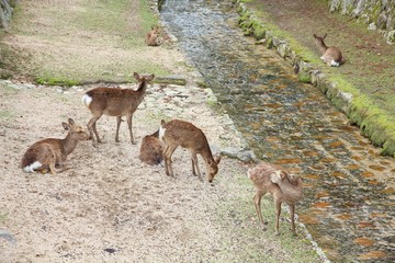 Itsukushima deer in Japan