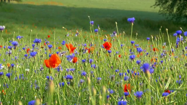 Cornflower and red poppy on a wild meadow