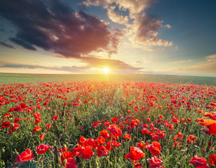 Fototapeta na wymiar green and red beautiful poppy flower field background