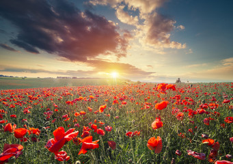 Plakat green and red beautiful poppy flower field background