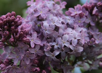 purple lilac