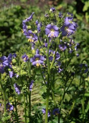Fototapeta premium kwiaty lila rośliny Polemonium boreale