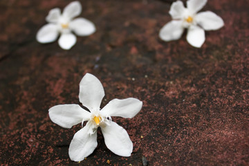 Fototapeta na wymiar white flower fall on stone, white flower fall on stone in garden after raining, Plumeria fall on the ground after the rain