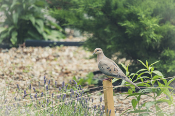 Fototapeta premium Perched Dove 