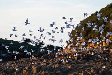 Mouettes - Perros Guirec - Bretagne