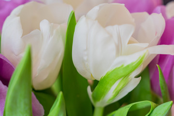 Fototapeta na wymiar white and purple blooming tulips. floral background