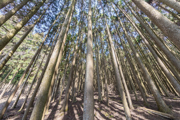 Pine forest , Green forest background in sunny day