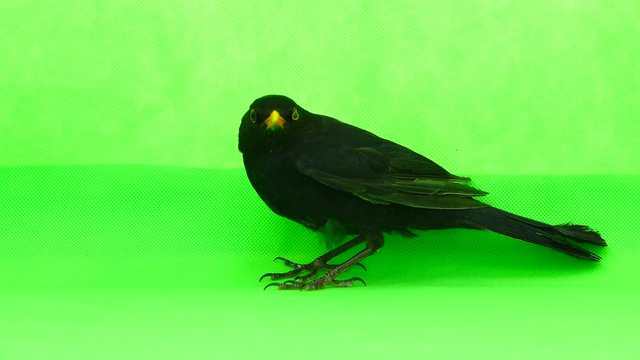 blackbird on a green screen
