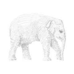 Little elephant is walking, moving forward, sketch vector graphics black and white drawing. African wildlife doodle illustration. Portrait of baby elephant, monochrome. Pencil drawing imitation.