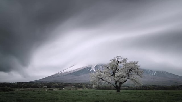 ４Ｋ アート タイムラプス 岩手山 満開の一本桜