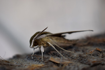 Polilla nocturna Elefante halcón polilla en el tronco de una palmera por la noche