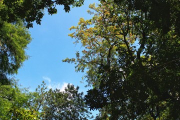 Leafy and green gardens in the Botanical Garden of Lisbon