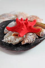 Red Starfish with Cockleshell on white background.