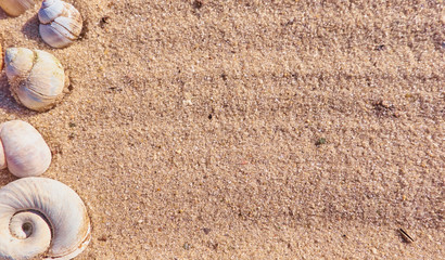 Snail shells on a sand. Background with a text space