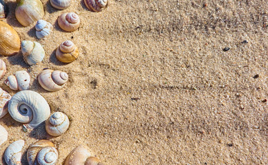 Summer sand background shells