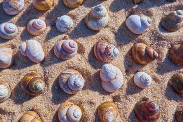 Summer pattern from seashells. Beach sand and shells background