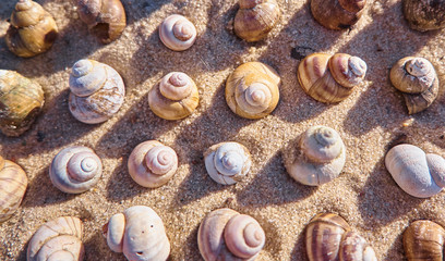 Pattern made from seashells. Nature background with shells