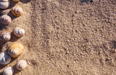 Sea shells on a beach sand