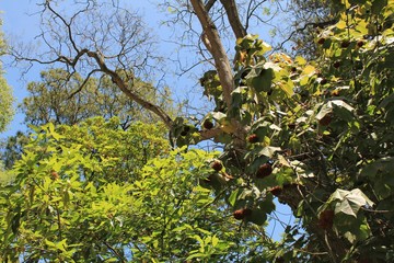 Leafy and green gardens in the Botanical Garden of Lisbon