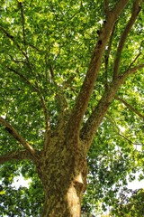 Leafy and green gardens in the Botanical Garden of Lisbon
