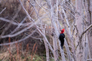 Carpenter bird in the city of Ushuaia, Argentina