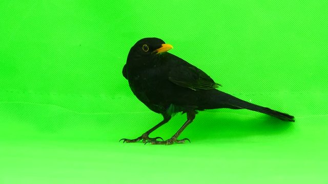 blackbird running away from green screen
