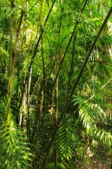 Naklejka na ściany i meble Phyllostachys nigra, black bamboo in the garden