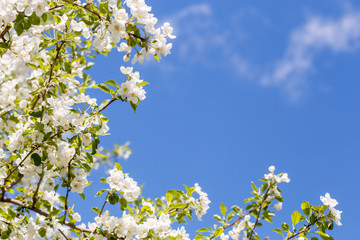 Branch of spring apple tree with white flowers, blooming background