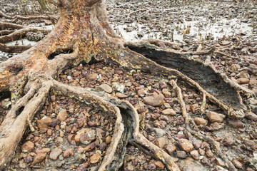 Roots of old mangrove tree on Cambodia seaside bank.