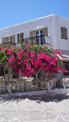 Fototapeta na wymiar Photo of beautiful bougainvillea flower with awsome colors in picturesque Greek island with deep blue waves 
