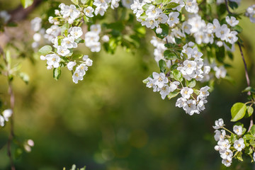 Branch of spring apple tree with white flowers, blooming background