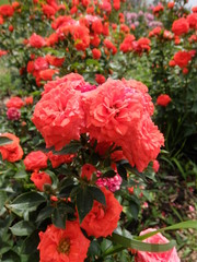 Tbilisi Georgia Kahetia