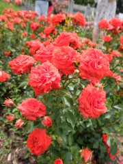 Fototapeta premium Tbilisi Georgia Kahetia